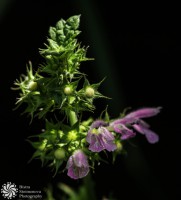 /album/tsvetya-flowers/img-2223-2-jpg/