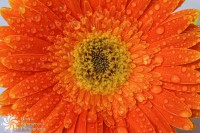 /album/tsvetya-flowers/img-3470-jpg/