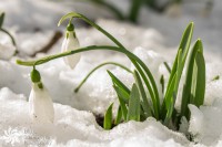 /album/tsvetya-flowers/img-6752-2-jpg/