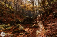 /album/priroda-nature/img-5667-jpg/